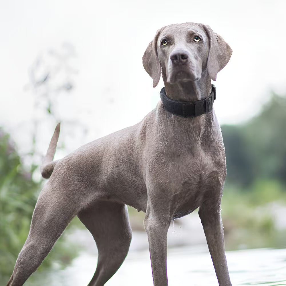 Tactical Dog Collar